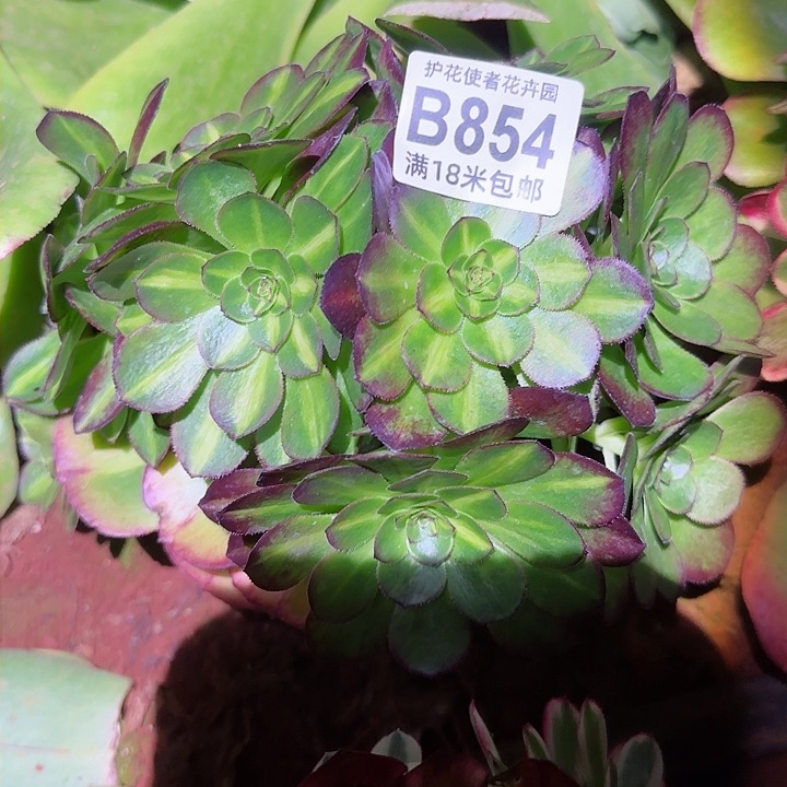 多肉法师荔枝朵朵