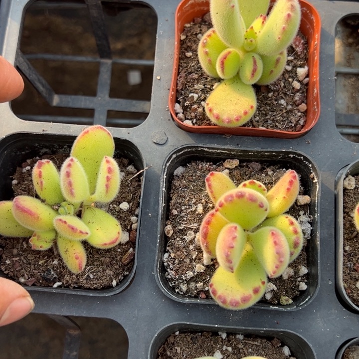 绿熊一颗量拍多肉满20包邮初7发