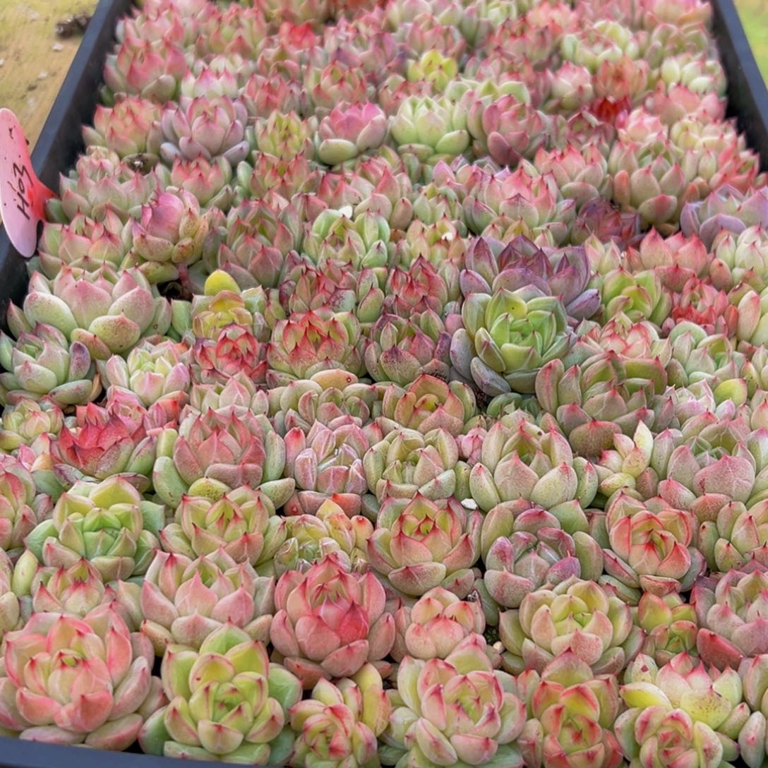 星***麻939多肉葡萄的价格是多少啊哈哈