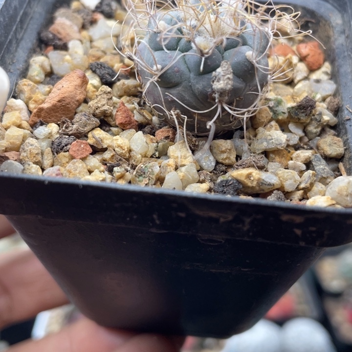 实生娇丽长城丸带盆发货