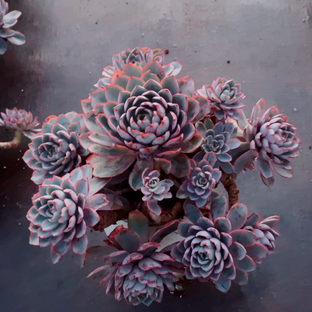 赫拉大群发货一颗