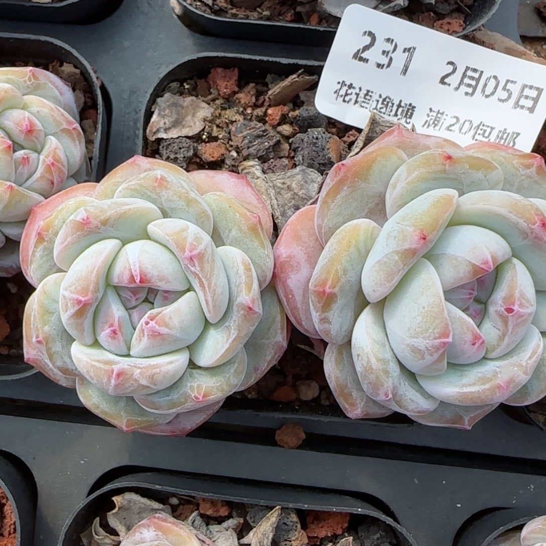 花语逸镜0205-231