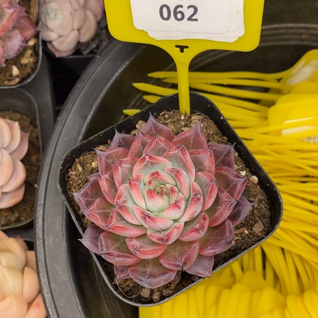 福利多多。1226062