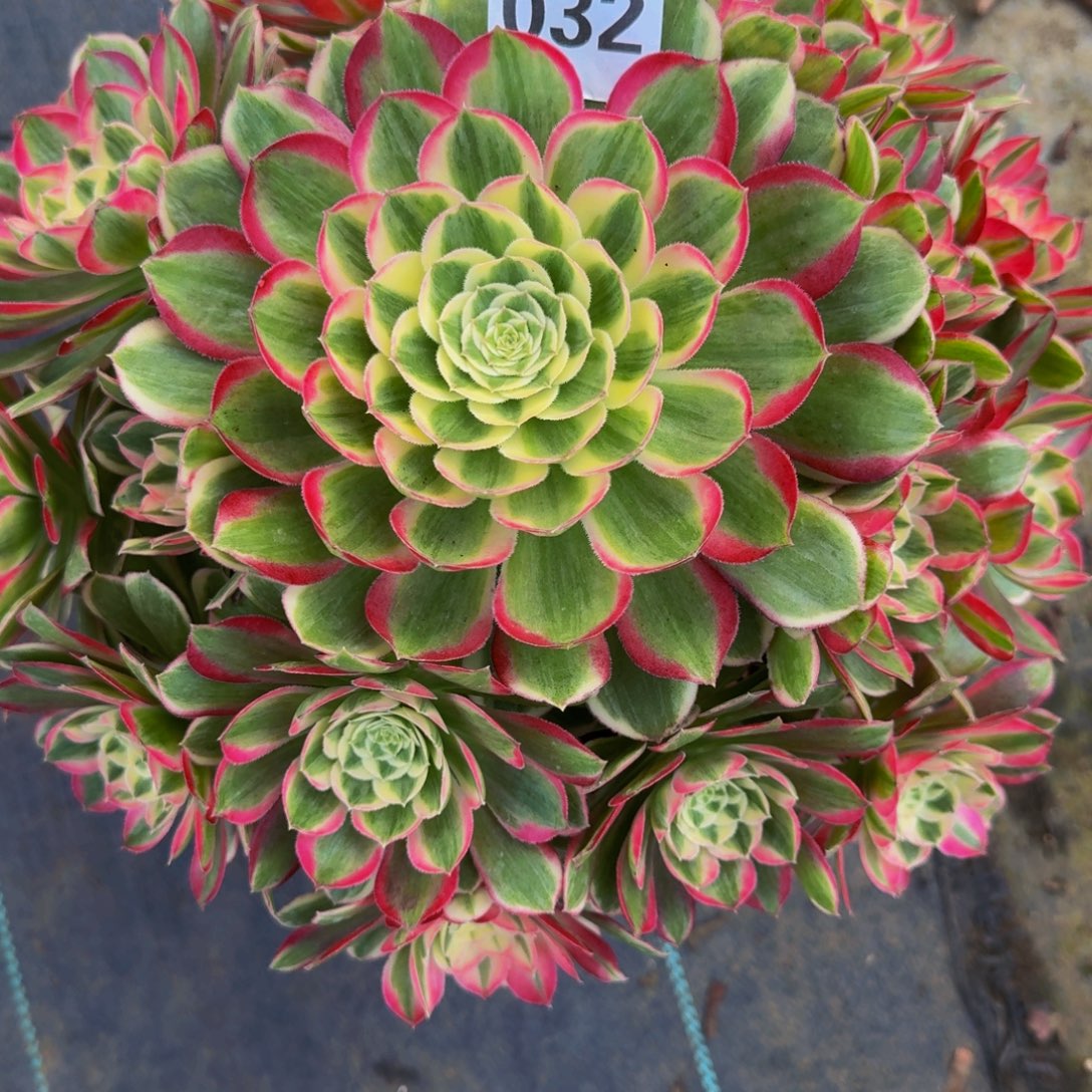 小***锦孔雀翎03222222222