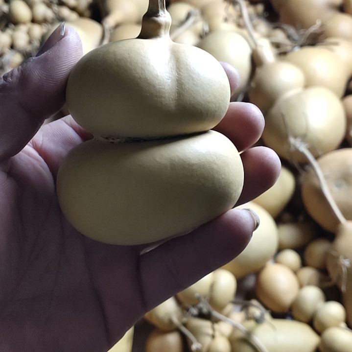 天然葫芦一个钱袋葫芦
