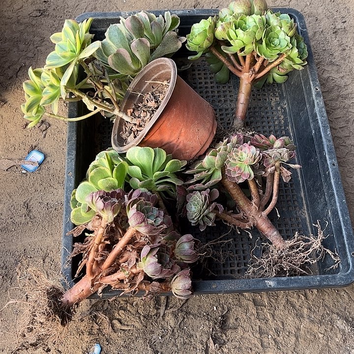 023多肉植物组合，