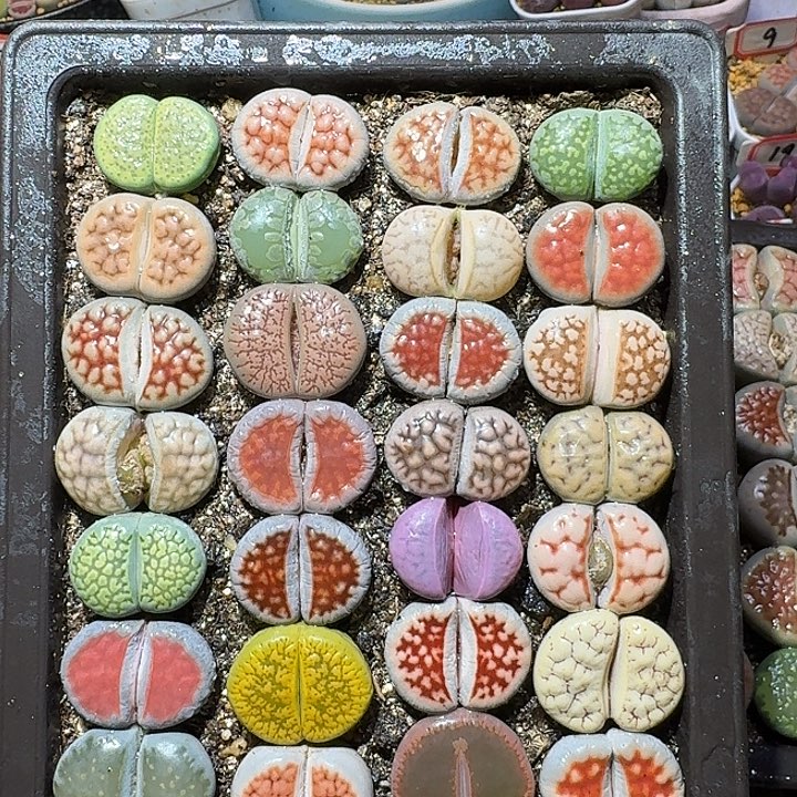 生石花3:：：。星。 57号