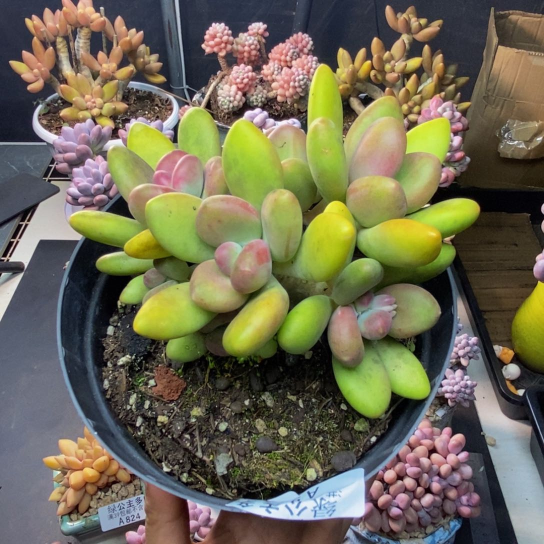 911芒果奶多肉11cm