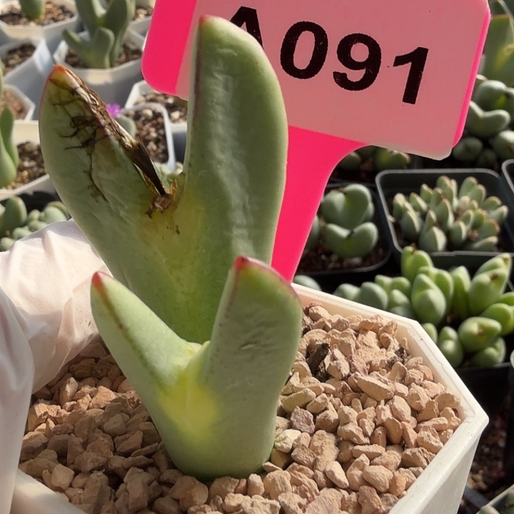 老***堡苹果公司在上海设立分厂