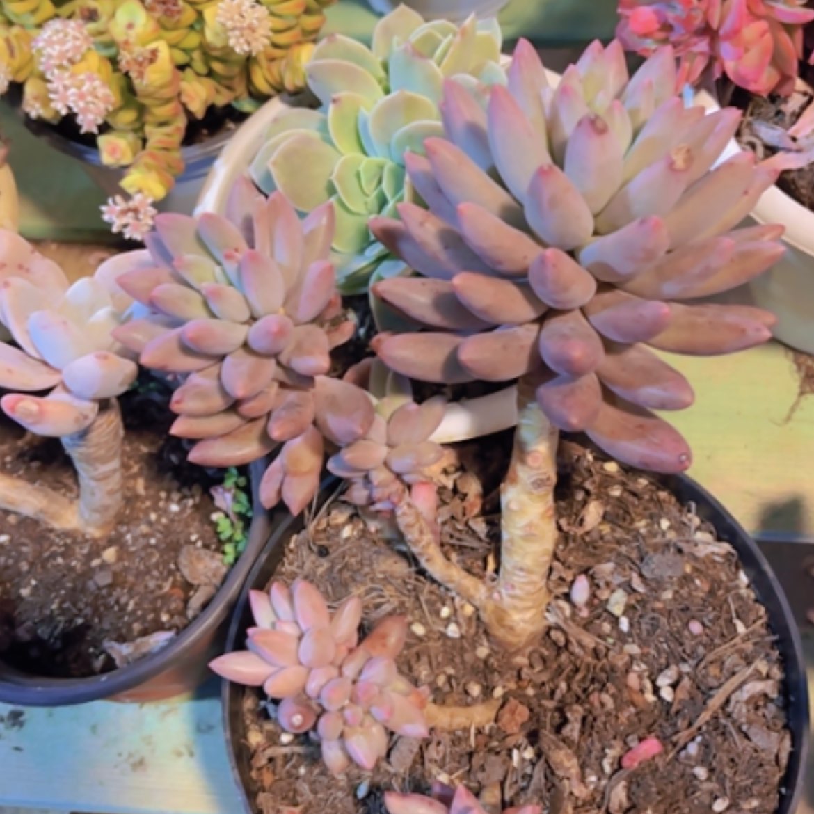 【闪购商品】红蜻蜓24287