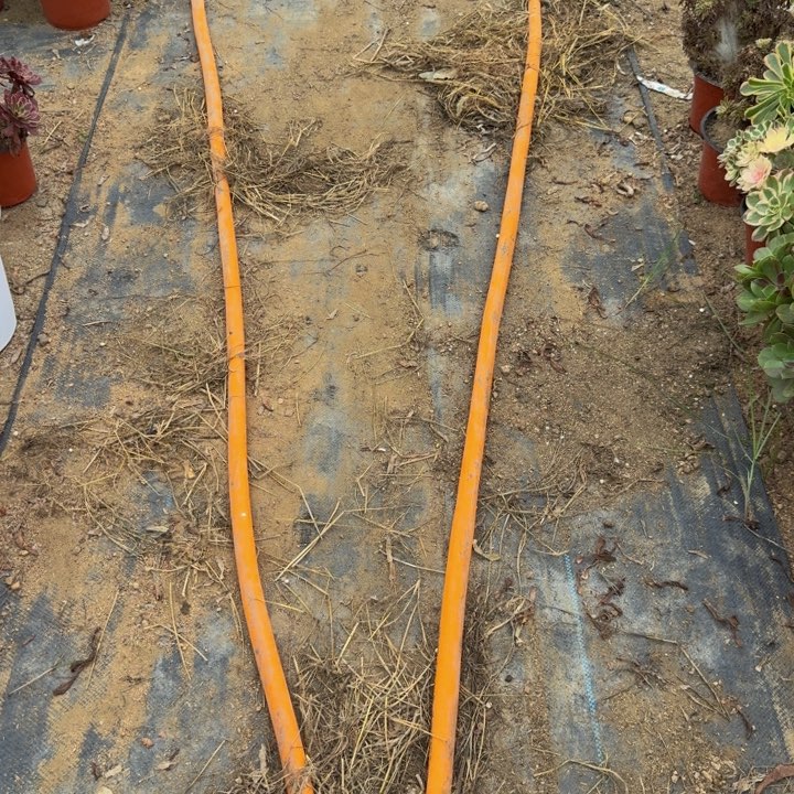 安***逸安逸发两个 多肉植物
