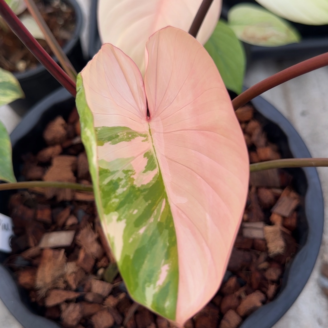 5-1225泰国发货粉锦