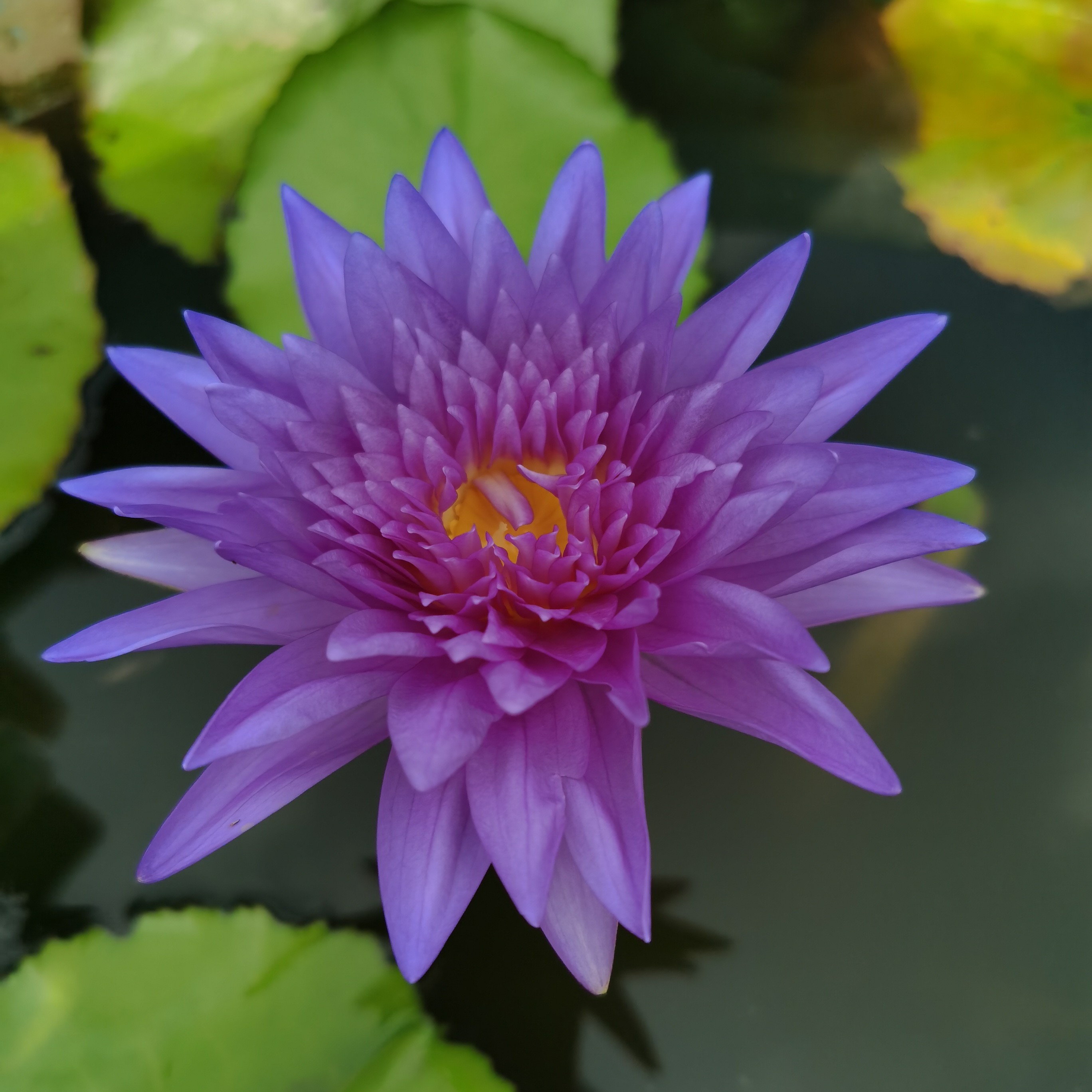 泰王睡莲，热带睡莲泰王  裸根苗带花苞发货