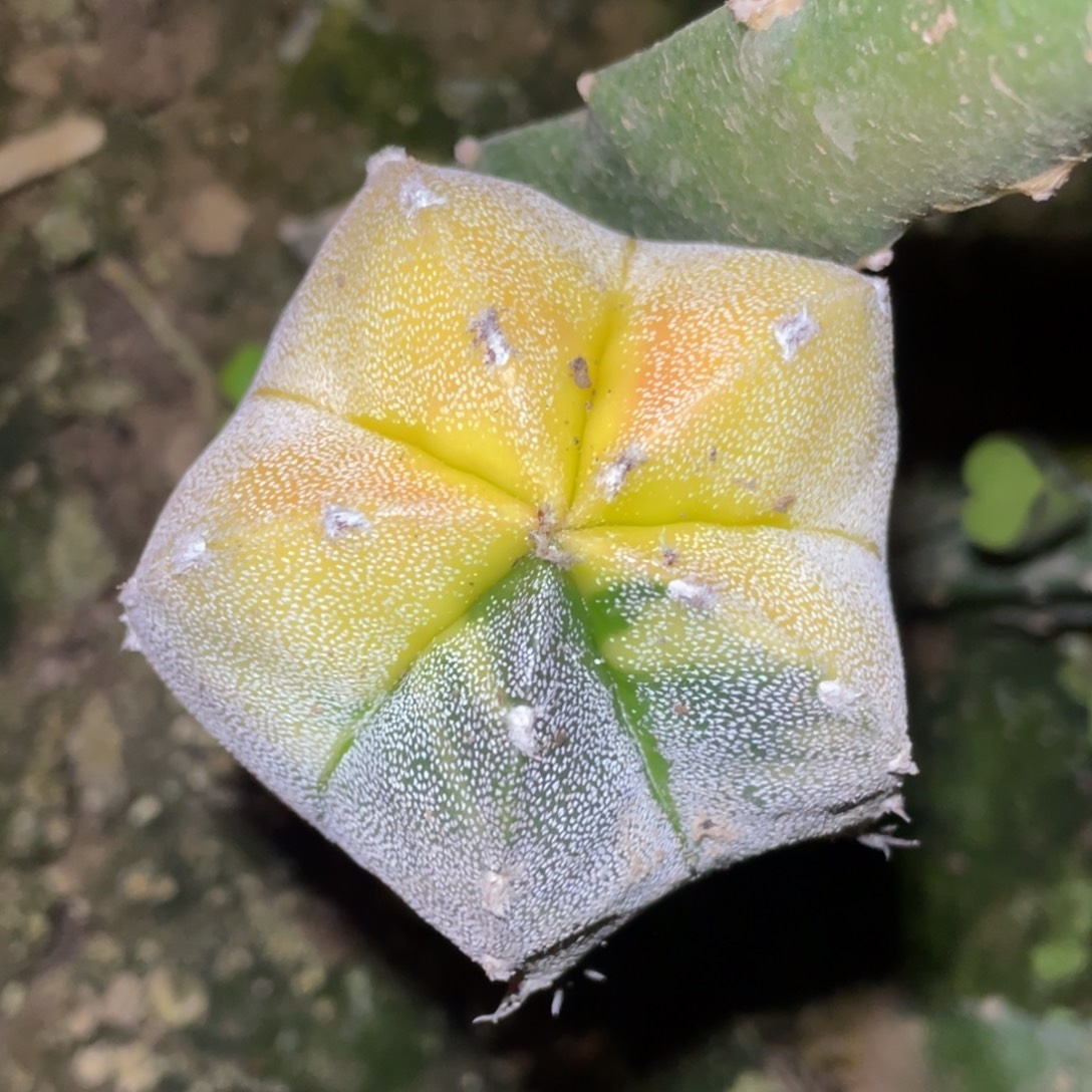 无花朵银沙鸾凤玉锦 仙人球