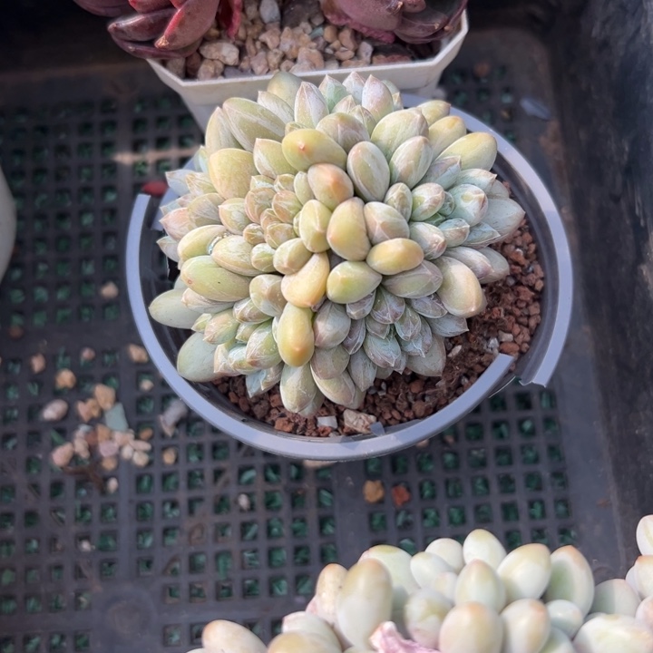 幸运儿是一位很好很