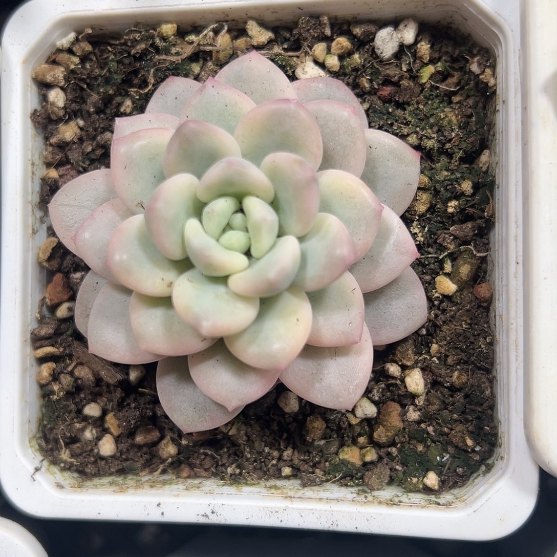 白马香水锦多肉植物