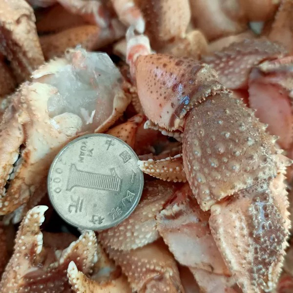 大连海洋岛虾怪钳子规格混发顺丰速运