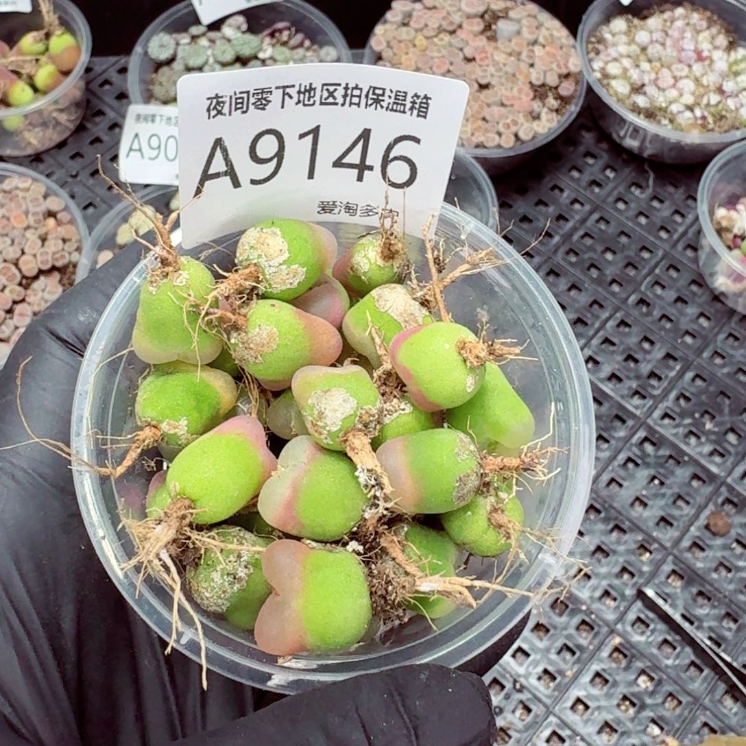 9146—–零下地区需拍保温箱