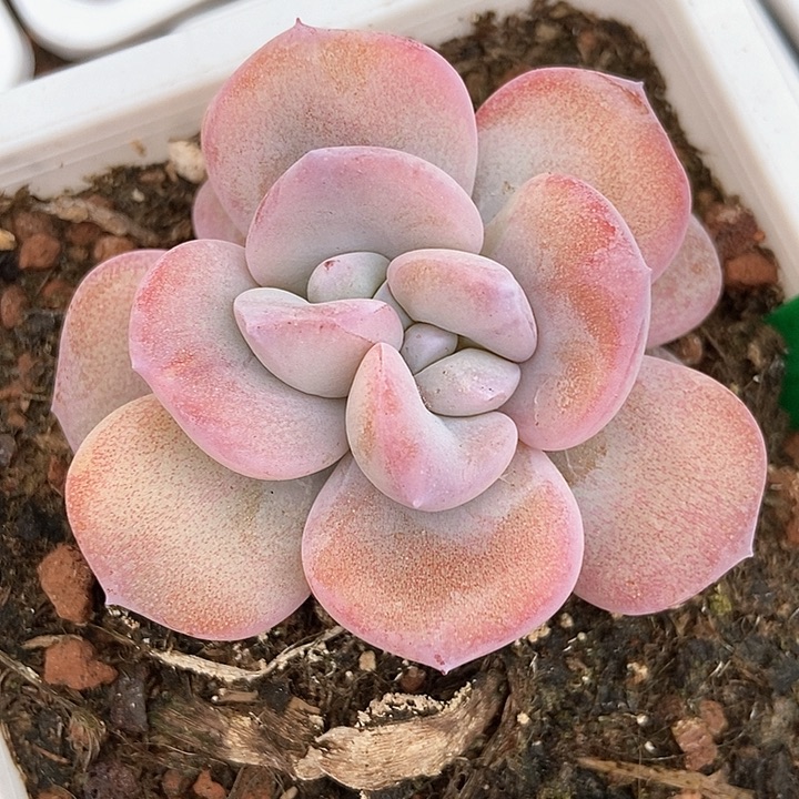 多肉植物1909多肉