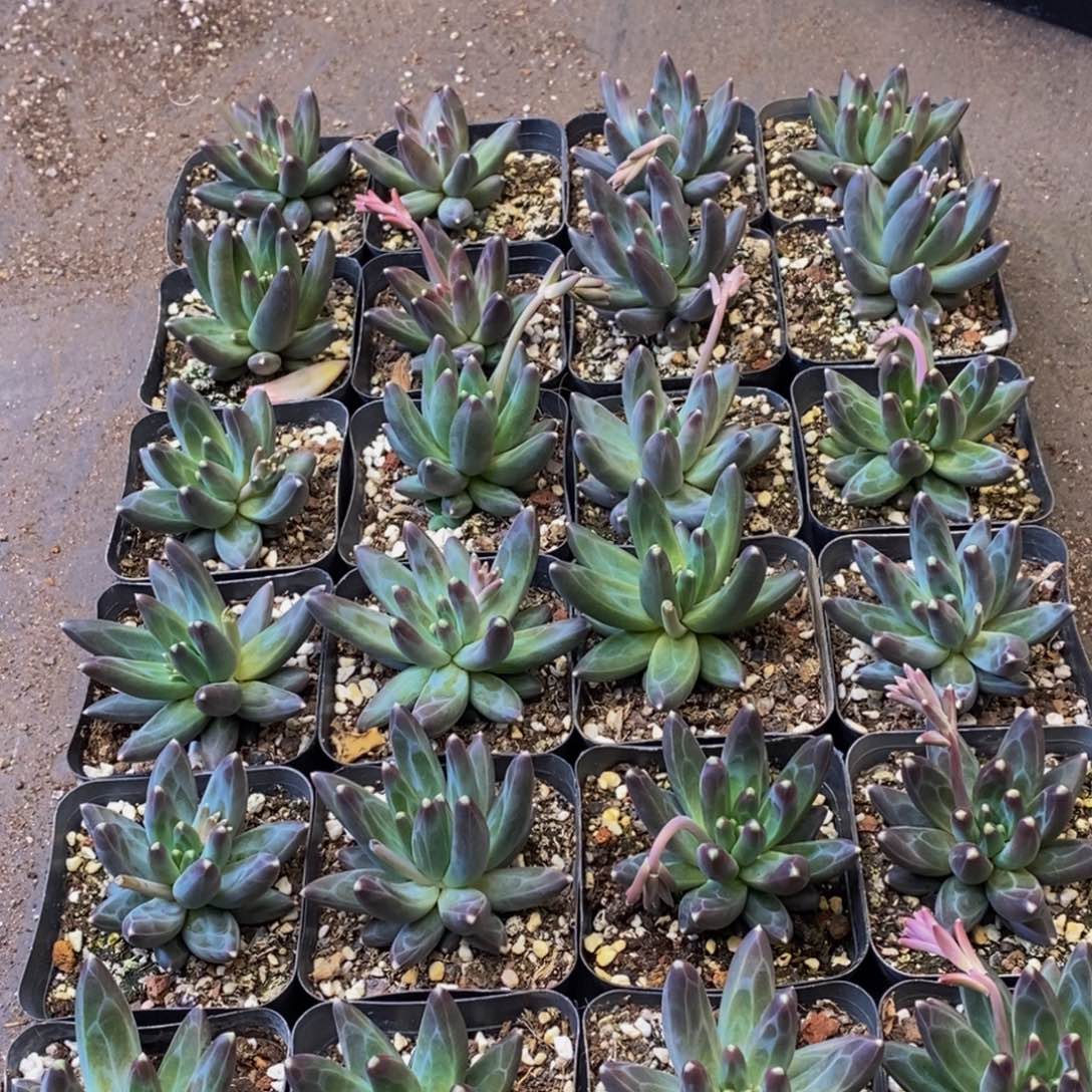 827多人受伤我在这里