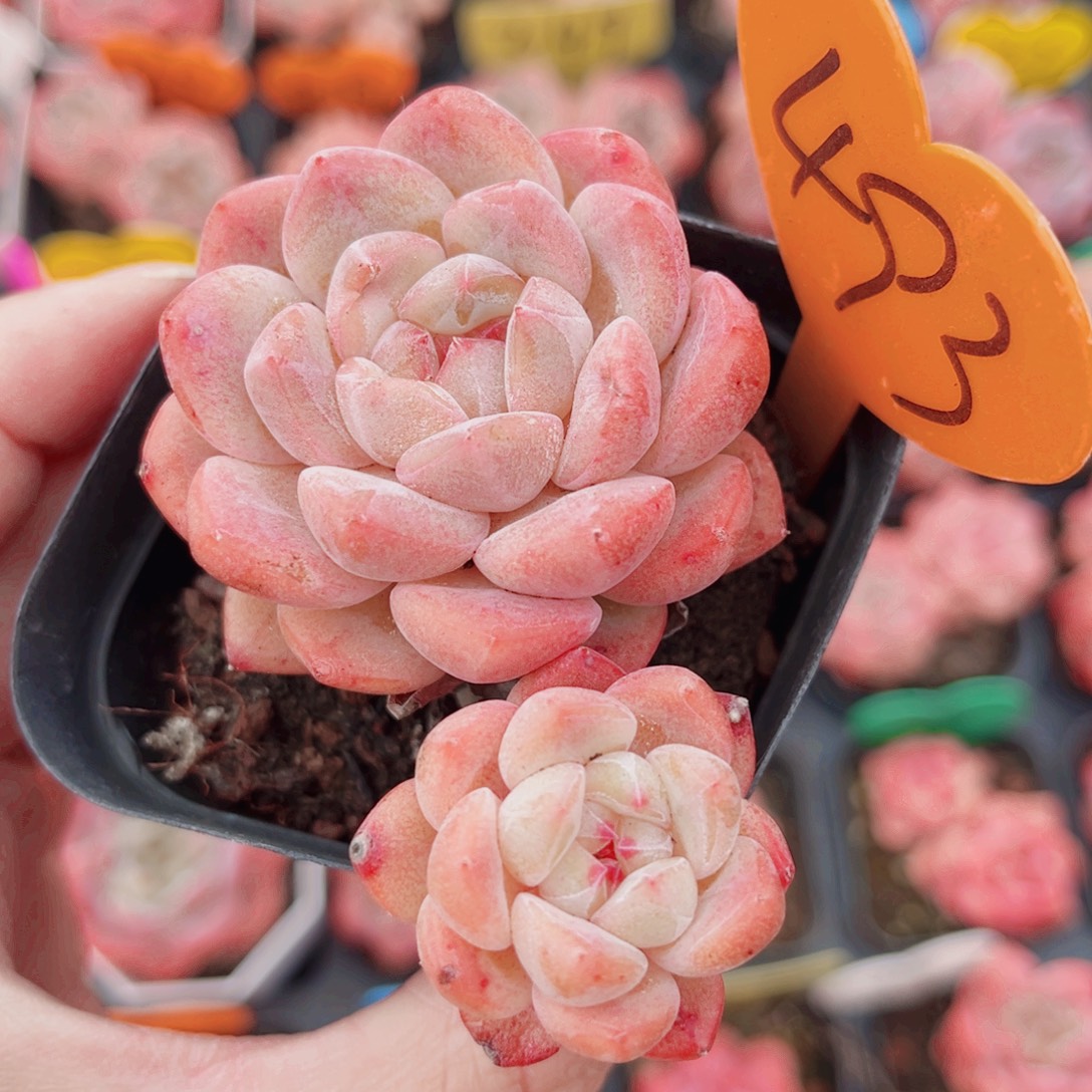 493号小老桩糖心双头