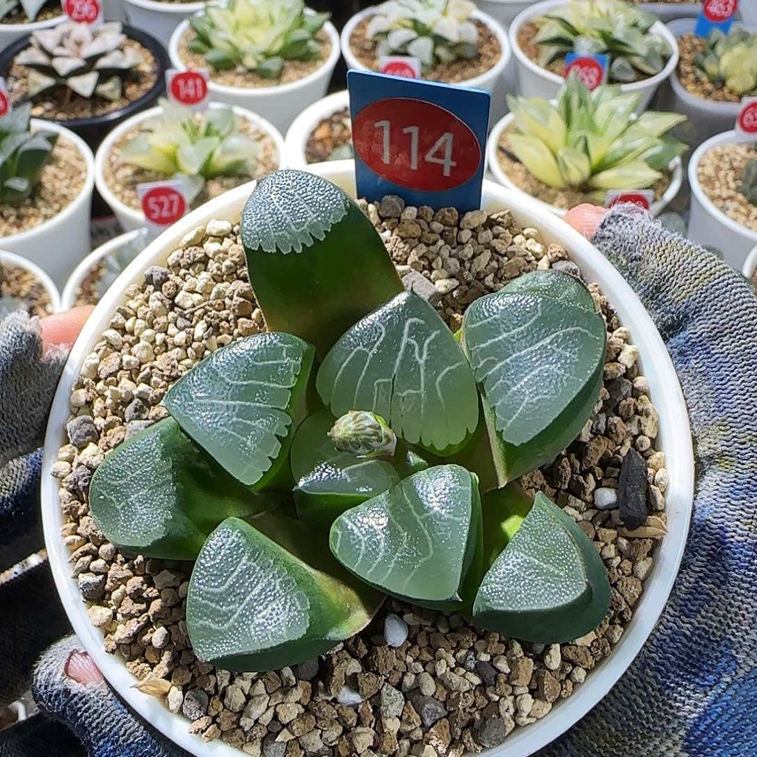 114号实生克优选 孤品 7.5 厘米左右一物一拍带盆发货