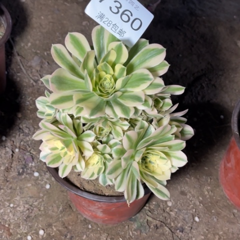 迈巴赫多肉多肉7360