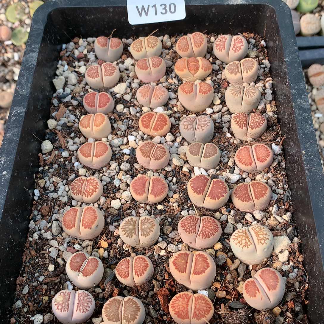 青*W130多肉植物保护