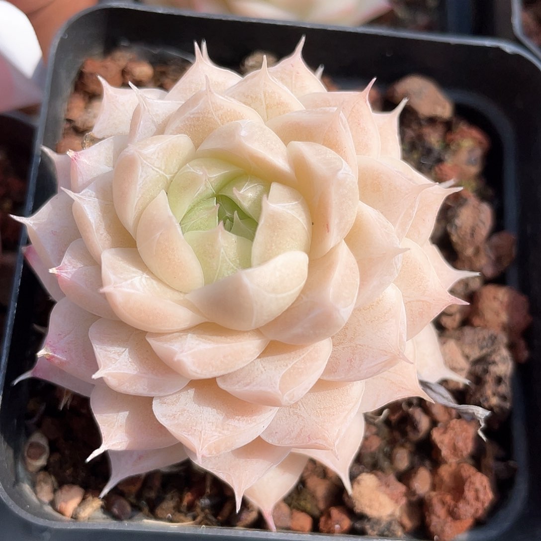 优选女王福利1351