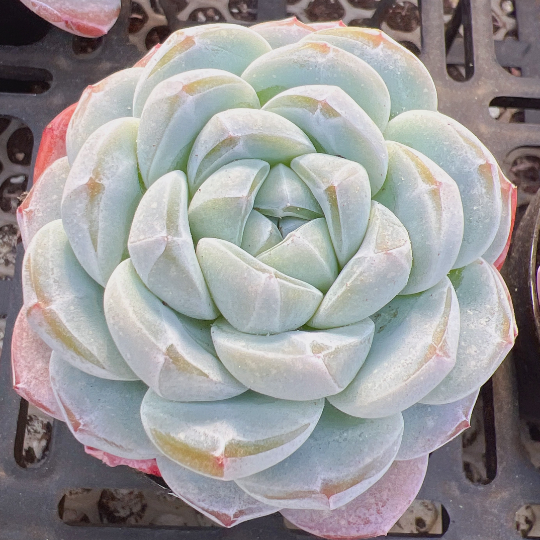 胖胖冰玉单头80#脱土发货