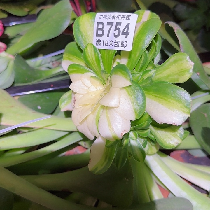 多肉 五彩琉璃多肉法师