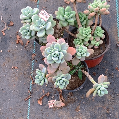 258景天3乐多肉植物