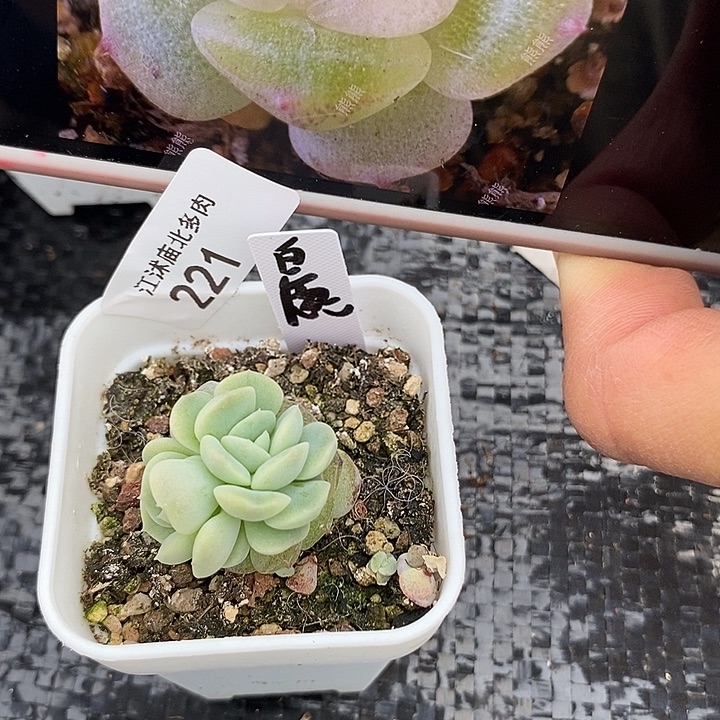 标221白鹿一个多肉