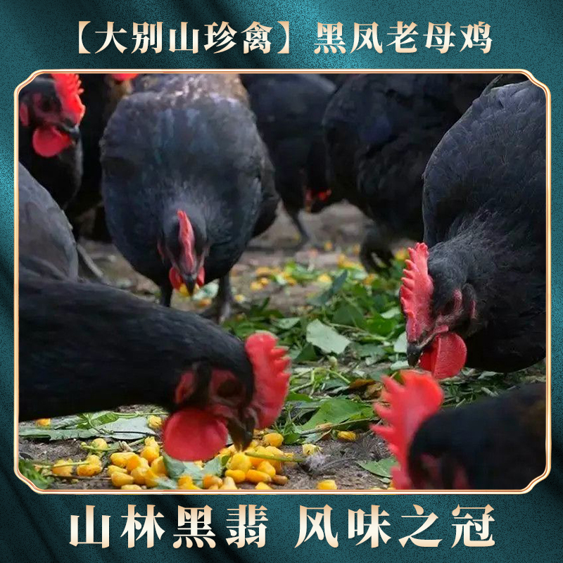 安徽大别山2年黑凤鸡黑脚老母鸡散养走地鸡