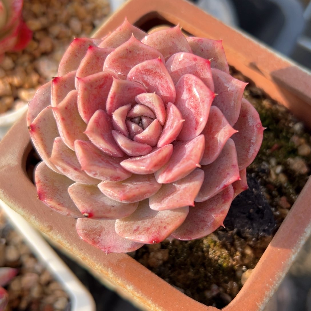 彩虹爱神带杆（满38包邮）多肉