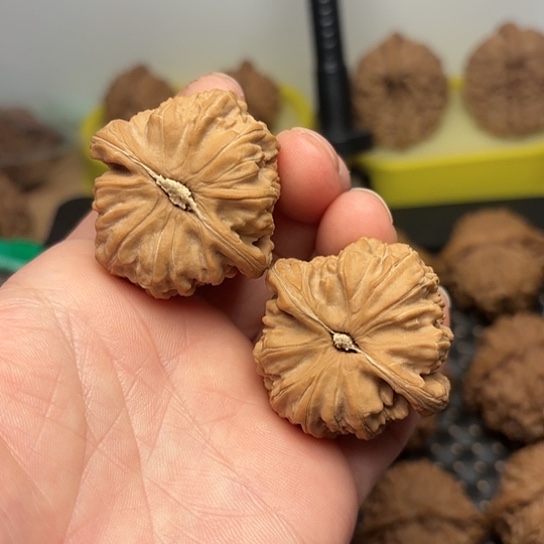 桃核吊坠冬****。文玩核桃