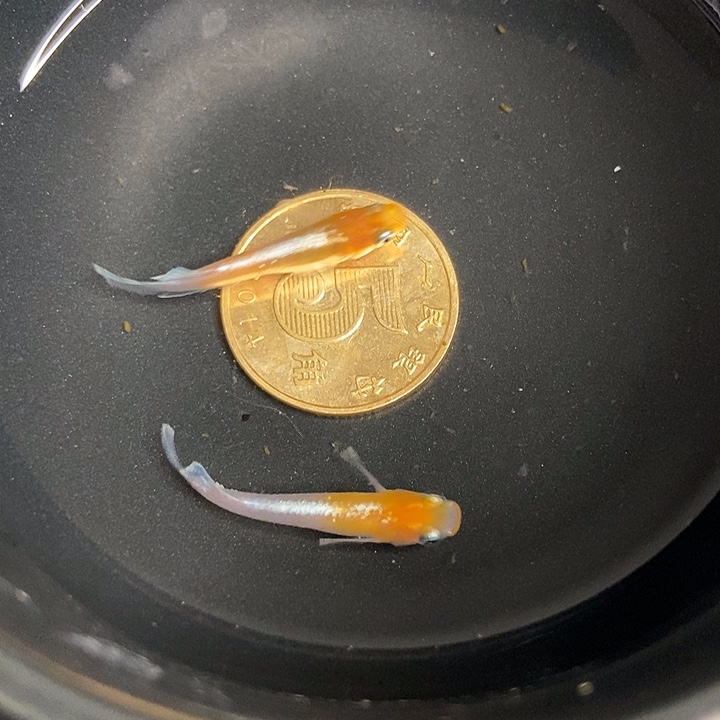 青鳉鱼墨子青鱂9号赤壁