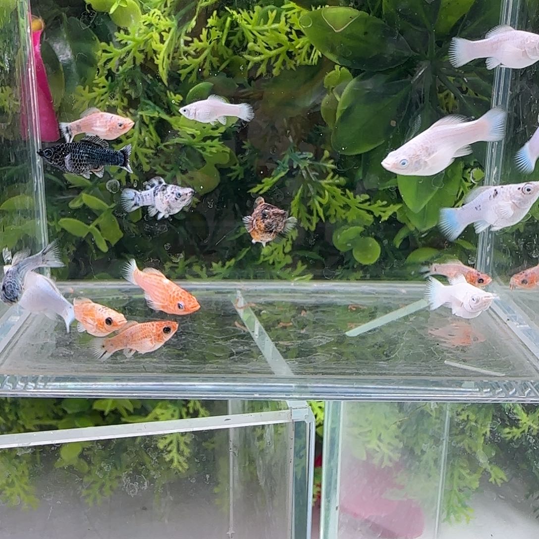 孔雀鱼钻石玛丽13剩下全送