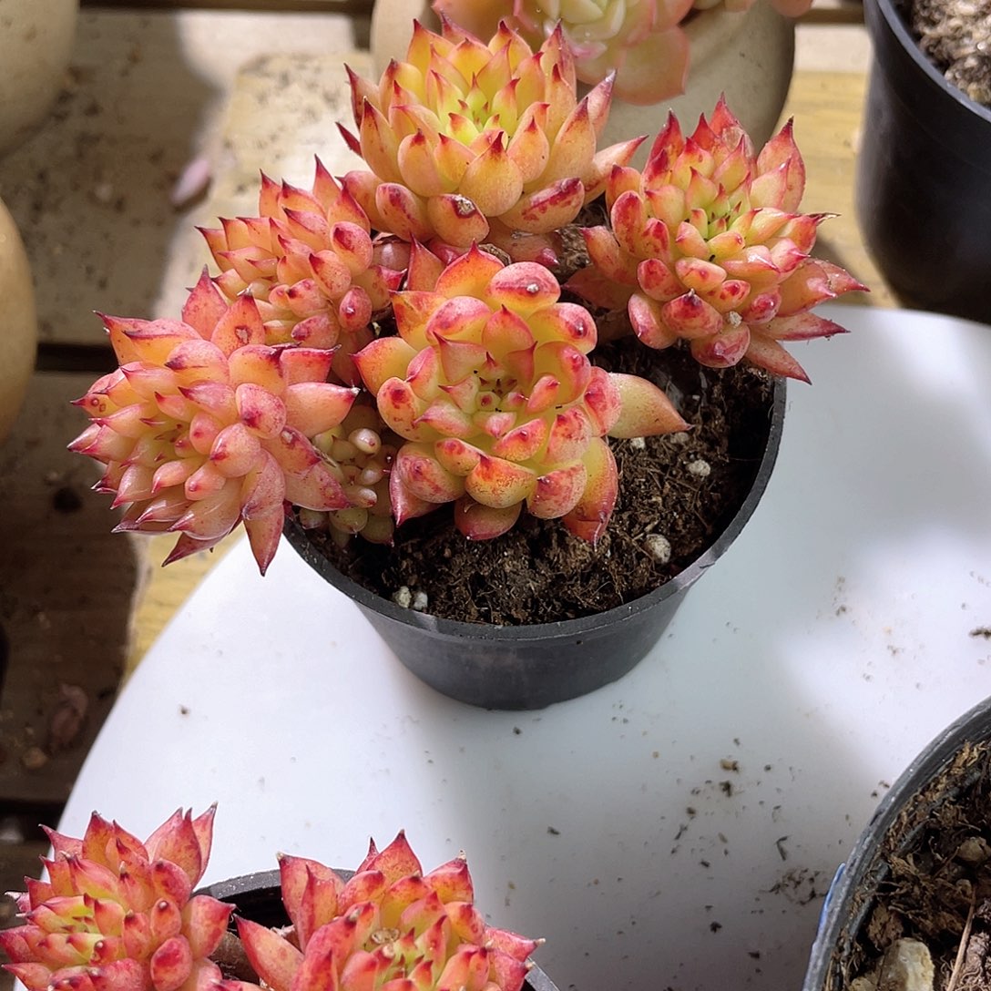 苏*0550  流星雨 六月六