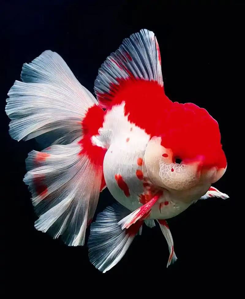 泰狮百褶裙金鱼冷水淡水观赏鱼好养耐活招财活体