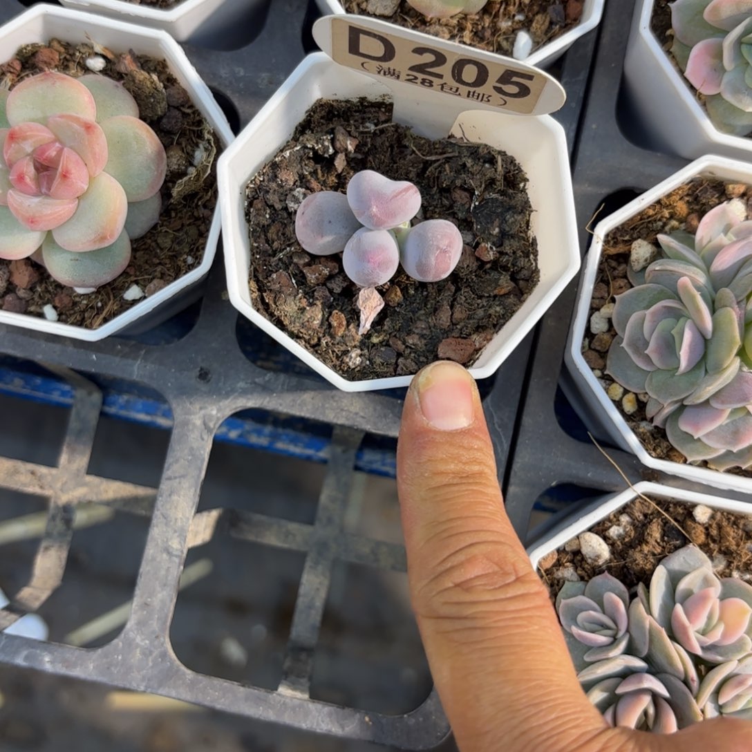 D205Mike奶一物一拍