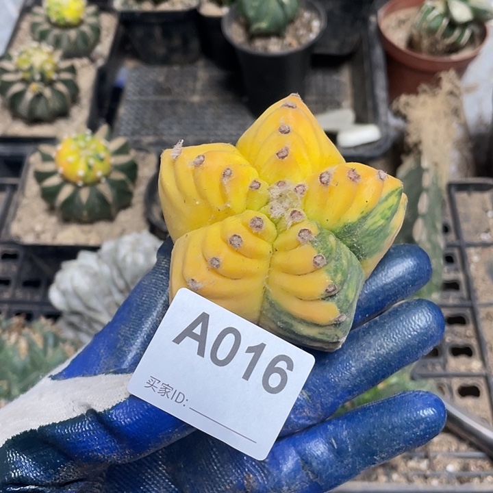 三角嫁接16号硅甲栾一颗