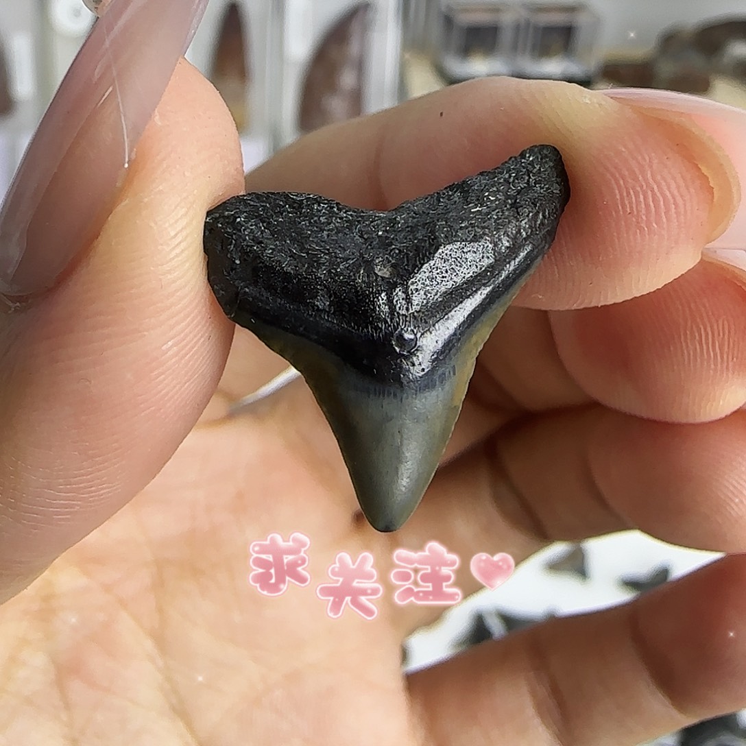 张***海有机玻璃鲨鱼牙标本