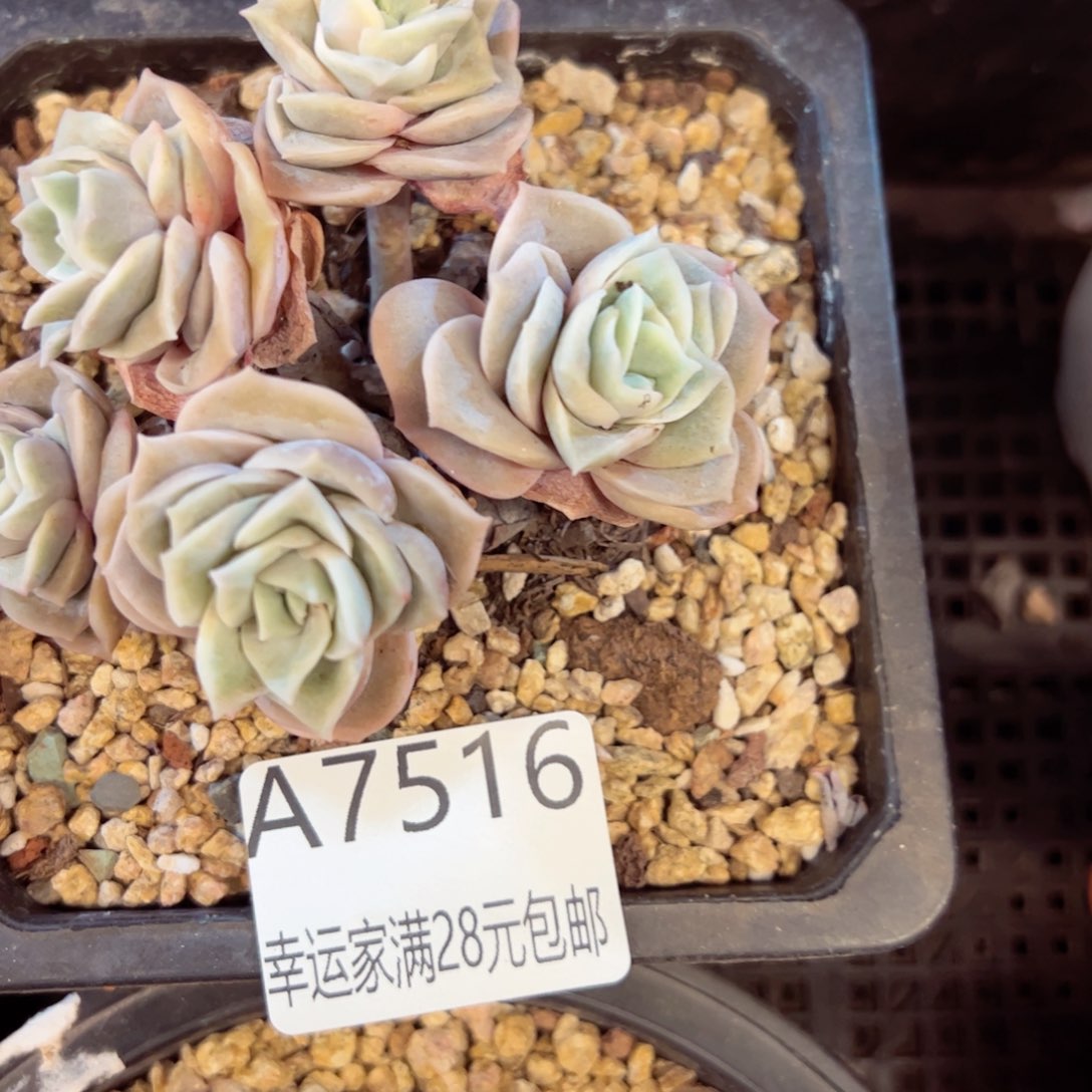 幸运的是我的朋友是