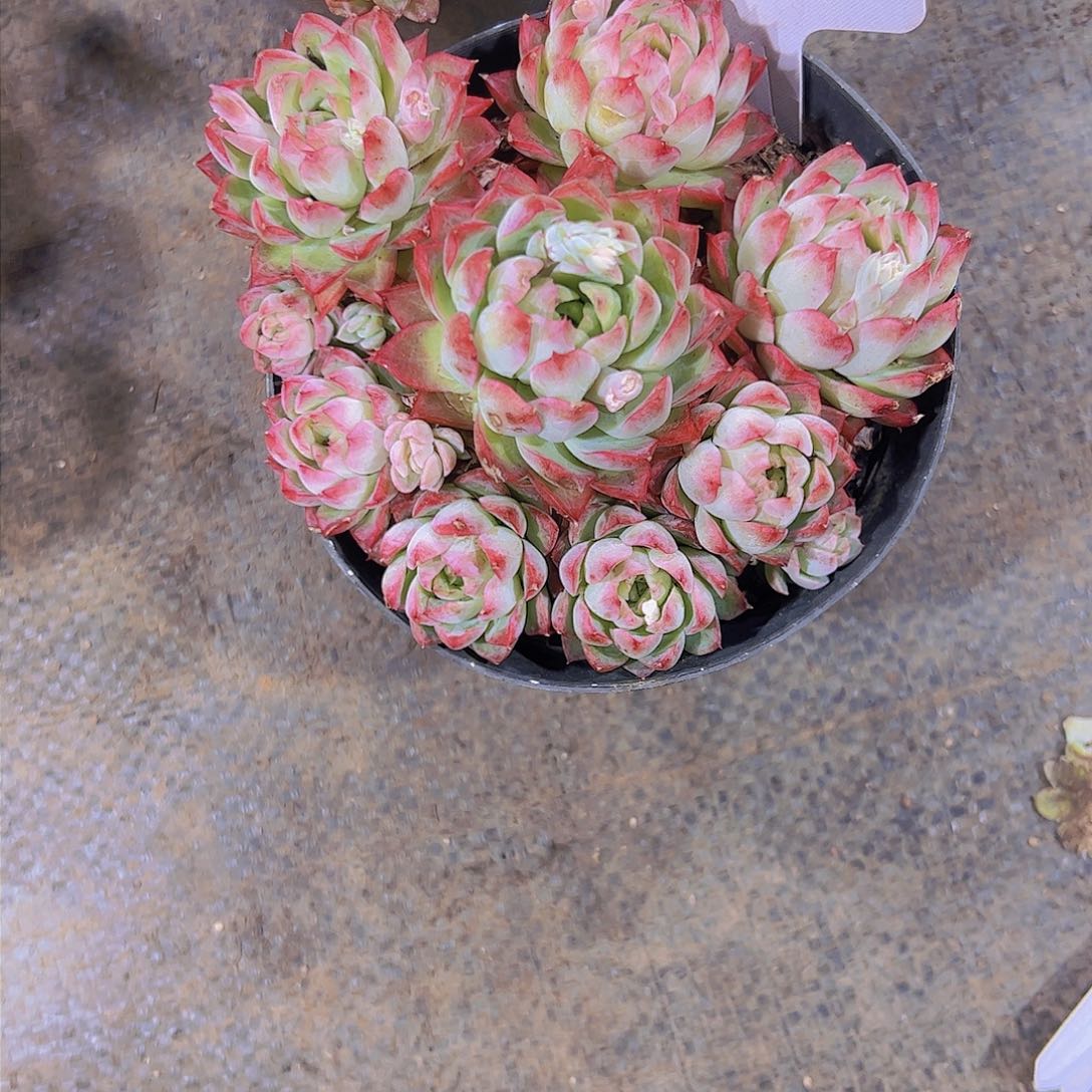 当**！41麦杆杂。。。。。。