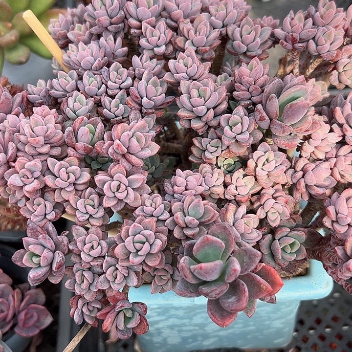 幸运的是我的朋友们