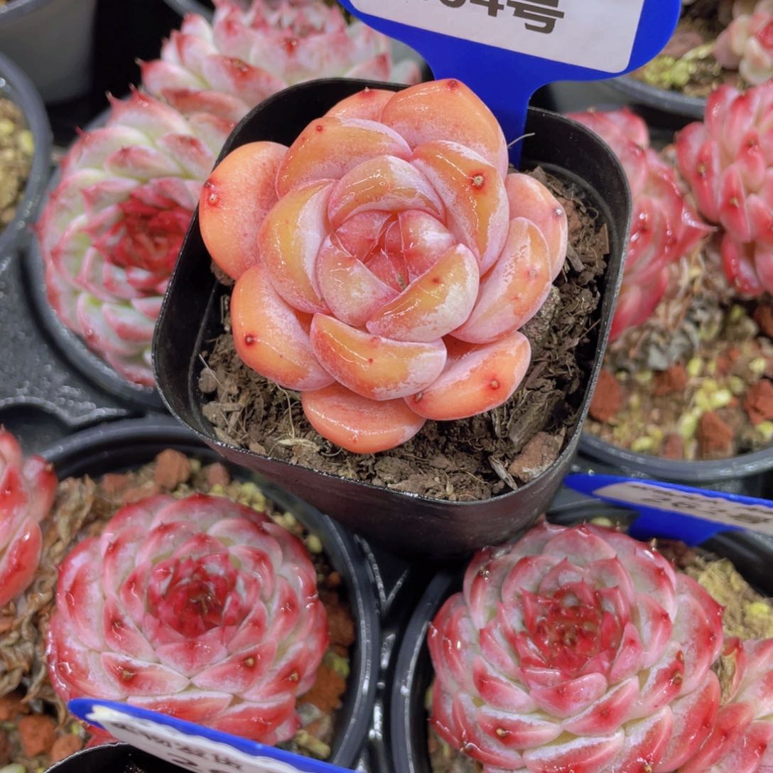 264号 全状态糖心大白兔