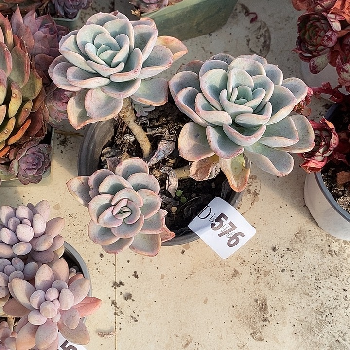 风***沙576美尻多肉植物多肉