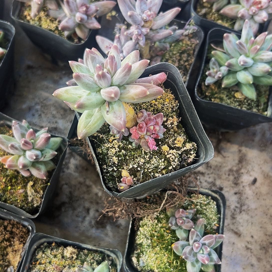 棉棉多肉精品美人系列