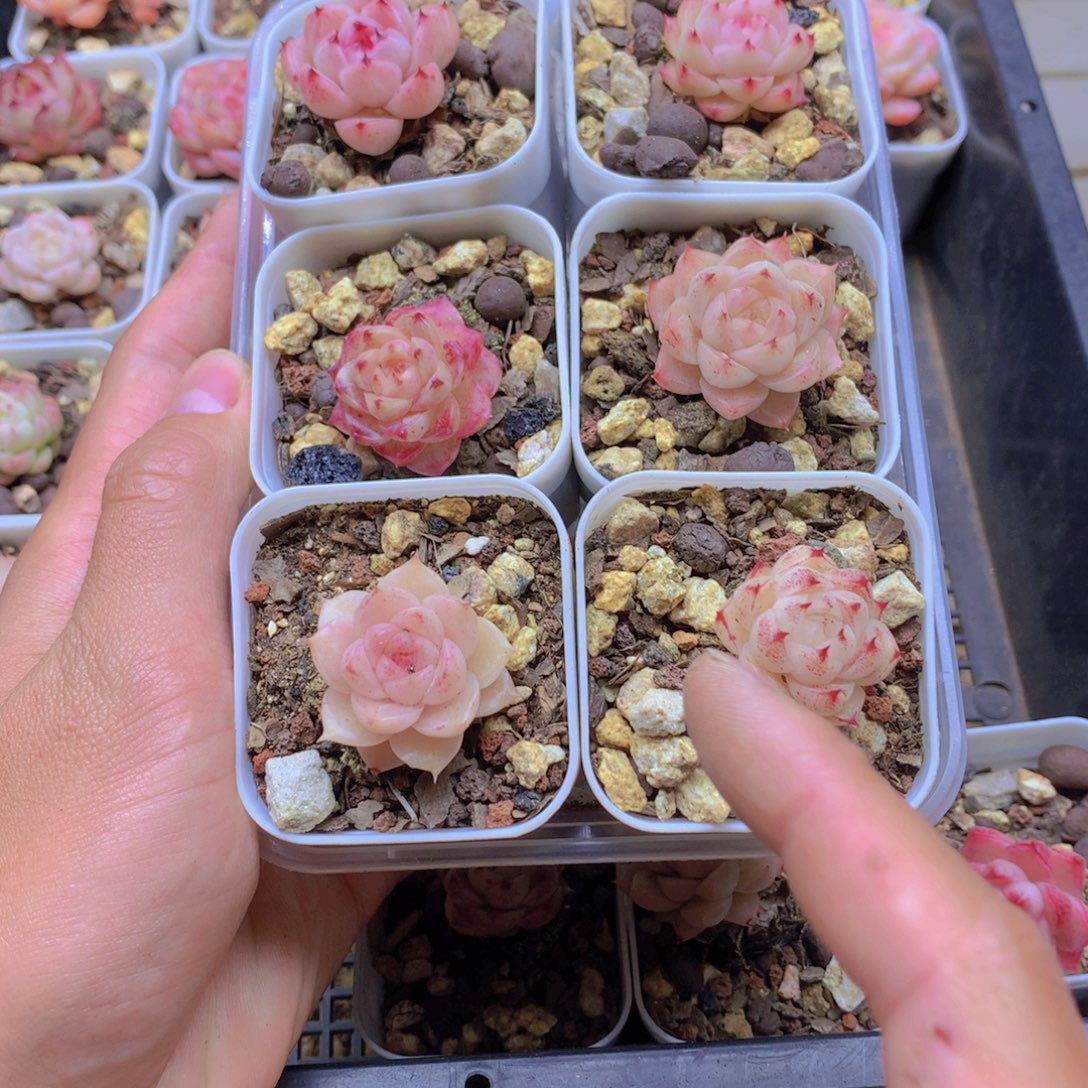 我要去看你了啊031